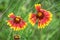 Blooming Gaillardia flowers, asters family. Flowering of chamomile Gerbera for nature background.