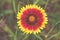 Blooming Gaillardia flowers, asters family. Flowering of chamomile Gerbera for nature background.