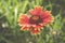 Blooming Gaillardia flowers, asters family. Flowering of chamomile Gerbera for nature background.