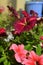 Blooming garden on the balcony with beautiful petunias