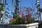 Blooming garden on the balcony in sunny summer day. Flowering lobelia, carnation and geranium grow in container