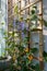 Blooming garden on the balcony. Violet flowers of campanula persicifolia and orange flowers of thunbergia on wooden trellis