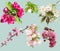 Blooming garden blossoms of collection cherry and apple tree