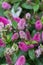 Blooming garden Hebe Hebedonna Nikka evergreen shrub. Blossom pink shrub Veronica flowers