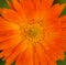 Blooming garden marigold