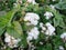 blooming garden plant flower ageratum with small white petals