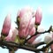 Blooming garden tulip tree with blue sky