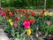 blooming garden with tulips in spring outside. flowerbed with colorful flowers in park