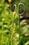 Blooming garlic in summer close-up