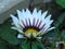 Blooming Gazania `Big Kiss White Flame` Hybrid. White and purple striped petals. Flowering garden flower. New day rose stripe.