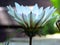 Blooming Gazania `Big Kiss White Flame` Hybrid. White and purple striped petals. Flowering garden flower. New day rose stripe.