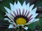 Blooming Gazania `Big Kiss White Flame` Hybrid. White and purple striped petals. Summer garden flower. New day rose stripe. ri