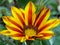 Blooming Gazania `Big Kiss Yellow Flame` Hybrid, `Tiger stripes`. Yellow and red striped petals.