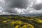 Blooming Genista field with dramatic sky