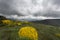 Blooming Genista field with dramatic sky