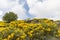 Blooming Genista plants