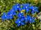 Blooming Gentiana verna in the summer. Flowering blue spring gentian in Dolomites. Italy