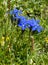 Blooming Gentiana verna in the summer. Flowering blue spring gentian in Dolomites. Italy