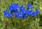 Blooming Gentiana verna in the summer. Flowering blue spring gentian in Dolomites. Italy