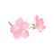 Blooming gentle pink spring flowers of cherry or apricot. Decorative vector element for postcard or product packaging