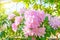 Blooming gently pink Rhododendron Azalea spring time