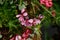 Blooming geranium bright colors close up