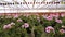 Blooming geranium in a large modern greenhouse. Geranium blooms close-up. Blooming geraniums in pots. A lot of blooming