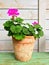 Blooming geranium in old clay pot