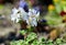 Blooming geranium Renardi