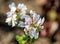 Blooming geranium Renardi