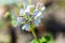 Blooming geranium Renardi