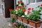 Blooming geraniums in pots on the street near the house.