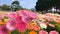 Blooming Gerbera Fields: A Beautiful Pink Flower Park
