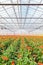 Blooming gerberas in a Dutch greenhouse