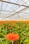 Blooming gerberas in a Dutch greenhouse