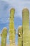 Blooming giant cactus against blue sky