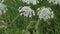 Blooming Giant hogweed close-up