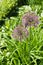 Blooming giant onion flowers (Allium Giganteum)