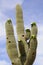 Blooming Giant Saguaro Cactus