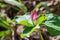 Blooming Giant trillium Trillium chloropetalum on a sunny day, California