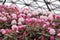 Blooming glade of rhododendrons