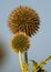 Blooming Glandular globe-thistle plant, knows also as Great globe-thistle or Pale globe-thistle - Echinops sphaerocephalus - in