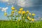 Blooming globeflower in a meadow on background cloudy sky