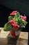 blooming gloxinia in a pot standing on a wooden stand