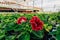 Blooming gloxinia Sinningia speciosa in greenhouse