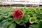 Blooming gloxinia Sinningia speciosa in greenhouse.