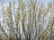 Blooming goat willow,Salix caprea