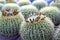 Blooming golden balls cactus Echinocactus grusonii