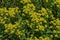 Blooming Golden rocky Alyssum yellow flower in the glade at Lozen mountain