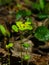 Blooming Golden Saxifrage, Chrysosplenium alternifolium, with bokeh background, shallow DOF, soft edges